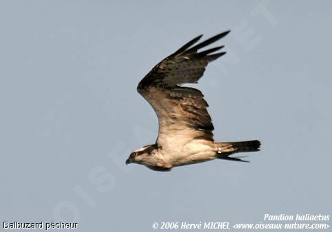 Balbuzard pêcheur