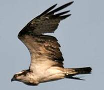 Western Osprey