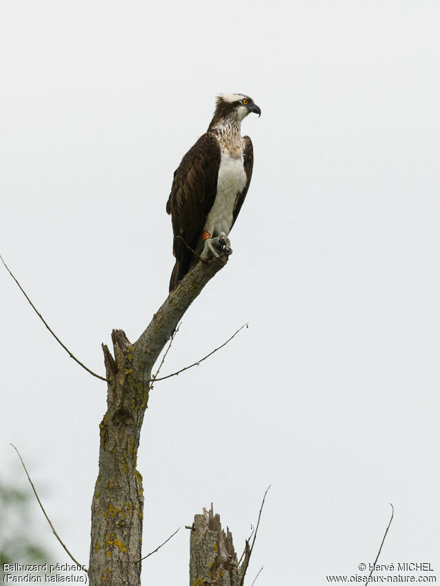 Western Osprey