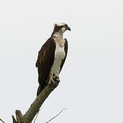 Western Osprey