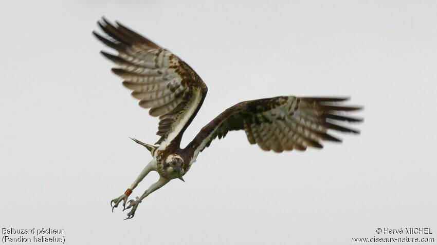 Western Osprey