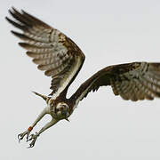 Western Osprey