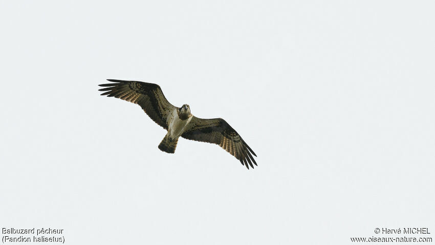 Osprey female adult