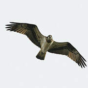 Western Osprey