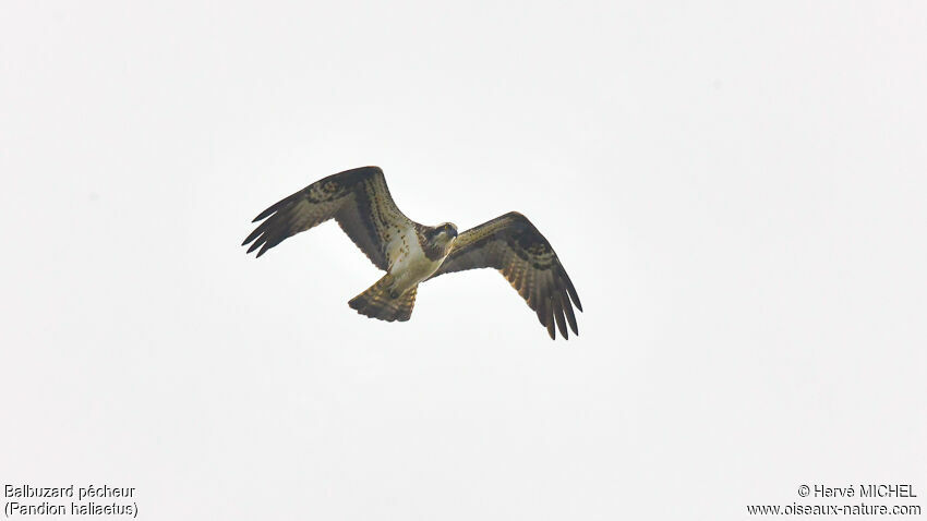 Western Osprey female adult