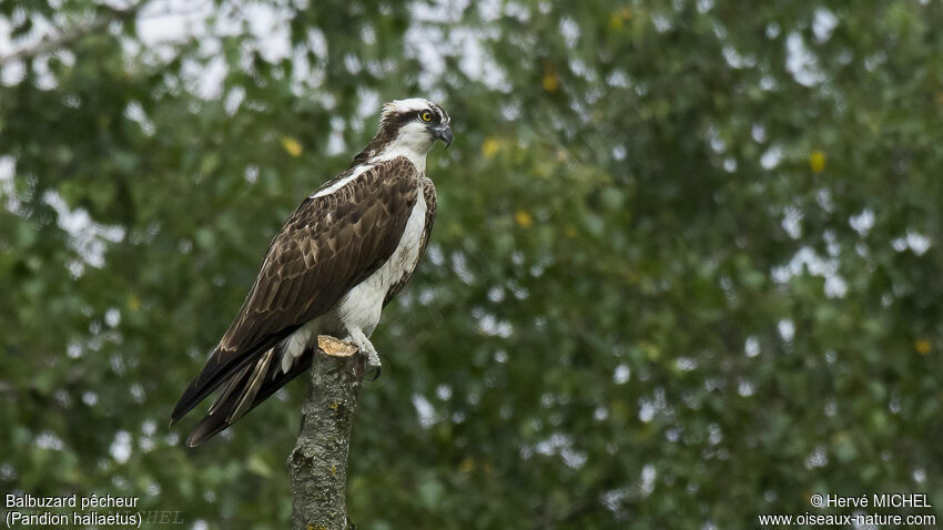 Western Ospreyadult