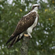 Western Osprey