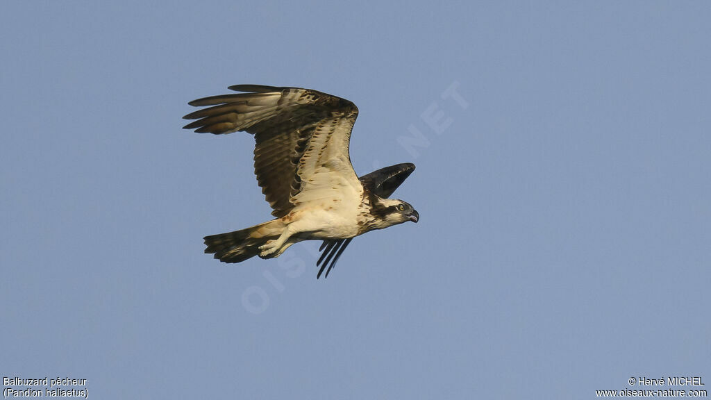 Balbuzard pêcheur