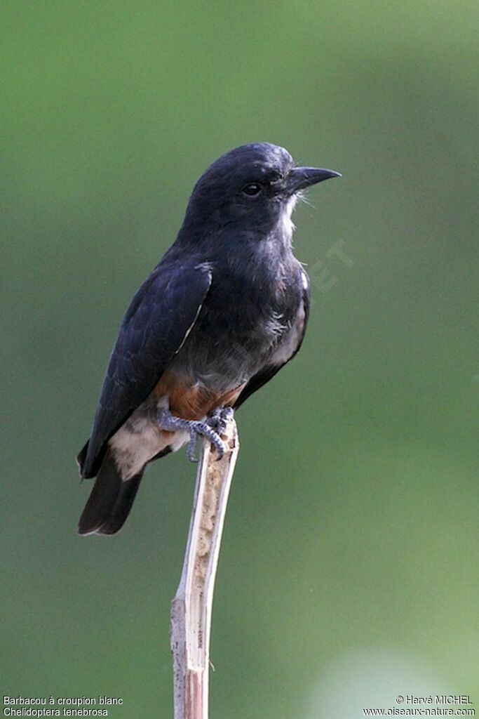 Swallow-winged Puffbirdadult, identification