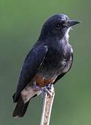 Swallow-winged Puffbird