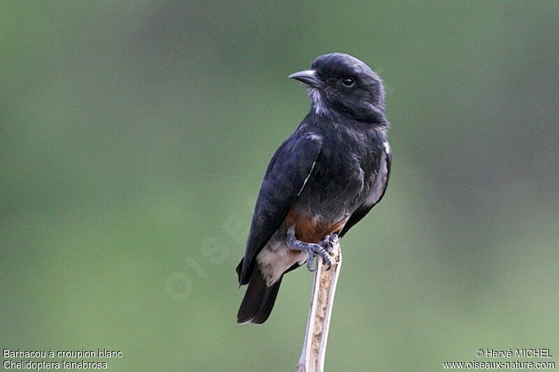 Swallow-winged Puffbirdadult, identification