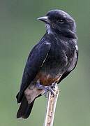 Swallow-winged Puffbird