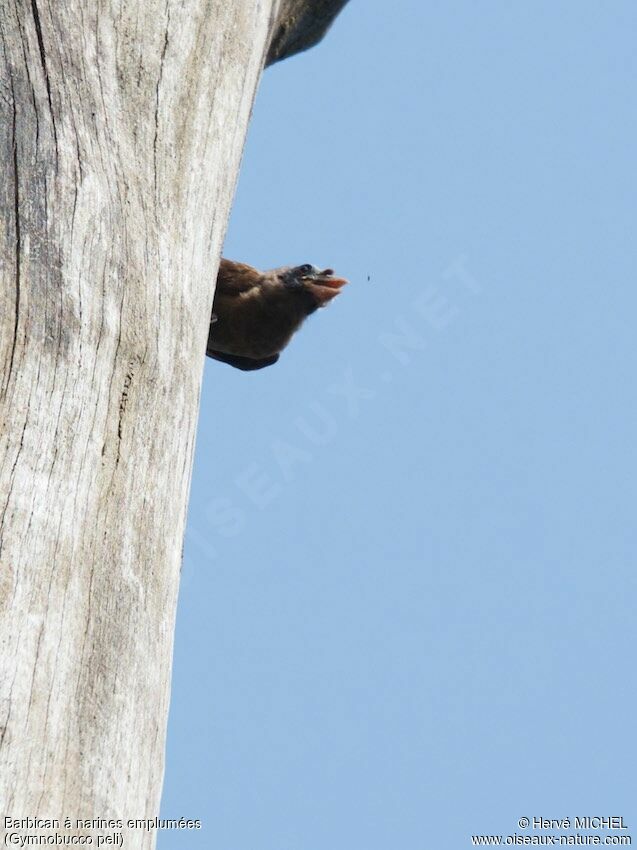 Bristle-nosed Barbet