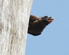 Bristle-nosed Barbet