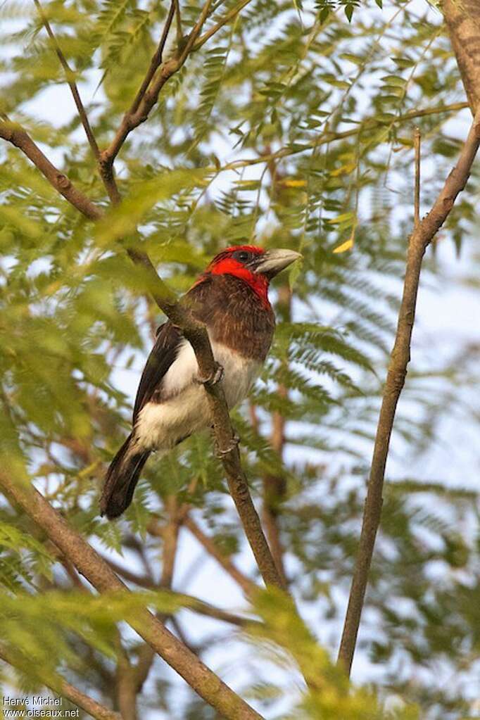 Brown-breasted Barbetadult