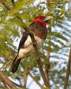 Brown-breasted Barbet