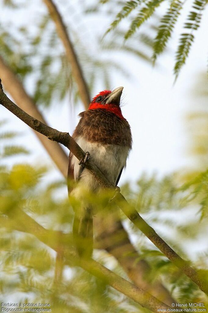 Brown-breasted Barbetadult