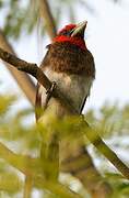 Brown-breasted Barbet