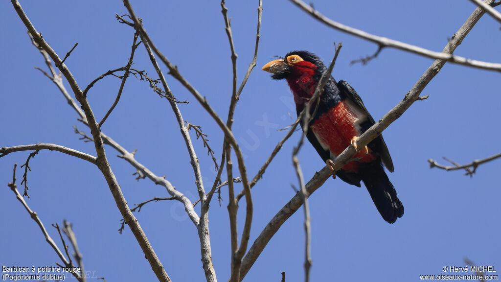 Bearded Barbet