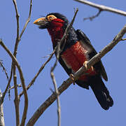 Bearded Barbet