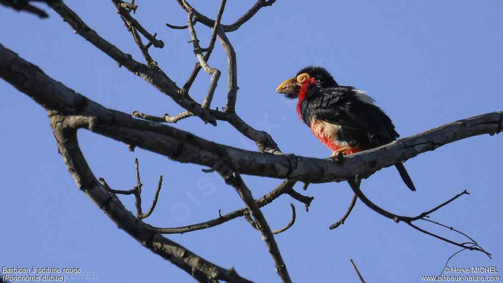 Bearded Barbet