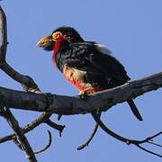 Bearded Barbet