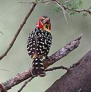 Red-and-yellow Barbet