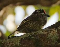 Banded Barbet