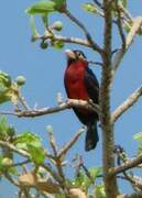 Double-toothed Barbet