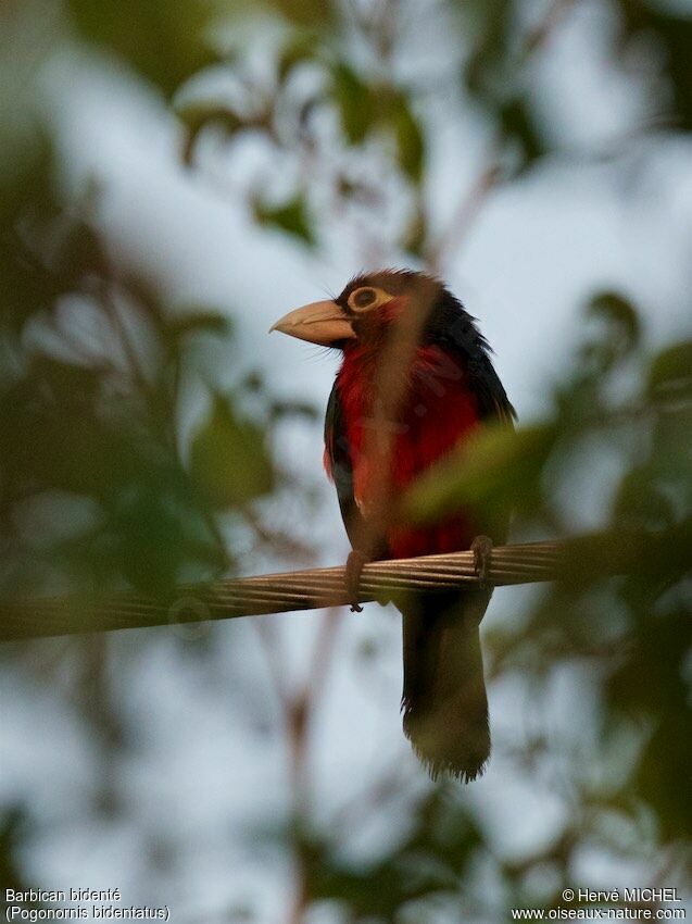 Double-toothed Barbet