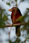 Double-toothed Barbet