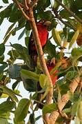 Double-toothed Barbet