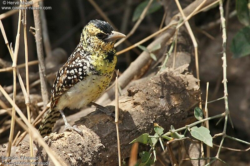 D'Arnaud's Barbet male adult