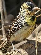 D'Arnaud's Barbet