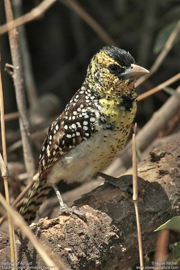 D'Arnaud's Barbet male adult