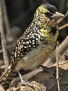 D'Arnaud's Barbet