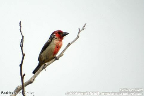 Vieillot's Barbet