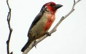 Vieillot's Barbet