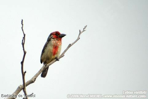 Vieillot's Barbet