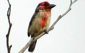 Vieillot's Barbet