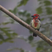 Vieillot's Barbet