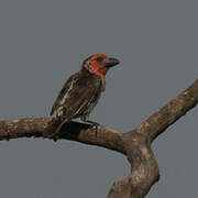 Vieillot's Barbet