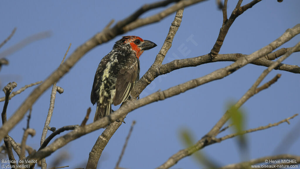 Vieillot's Barbet