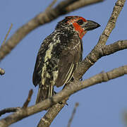 Vieillot's Barbet