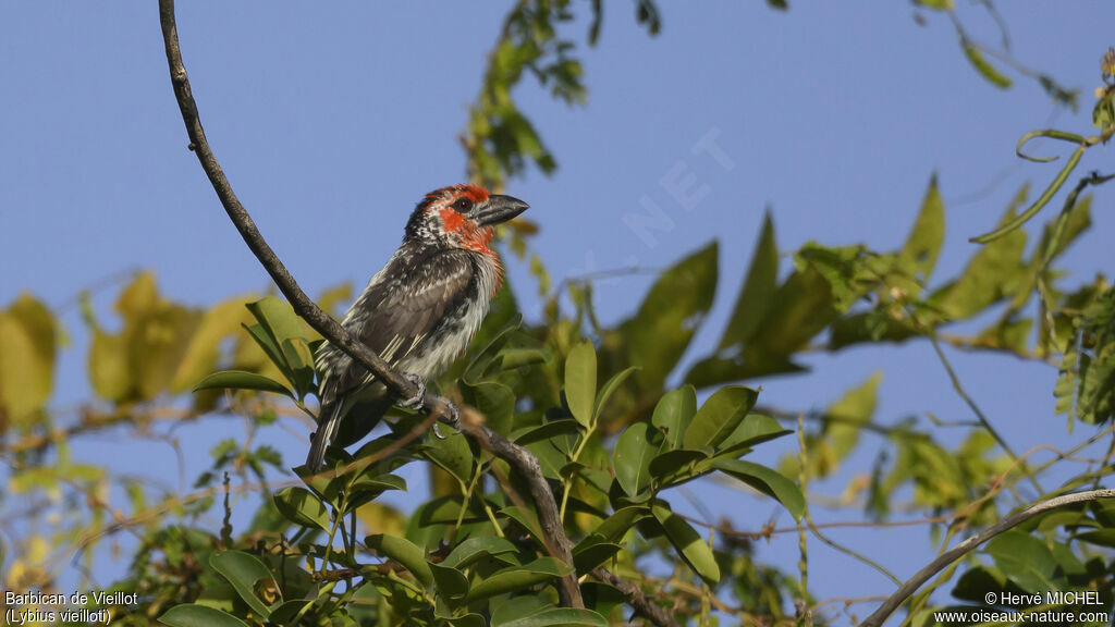 Vieillot's Barbet