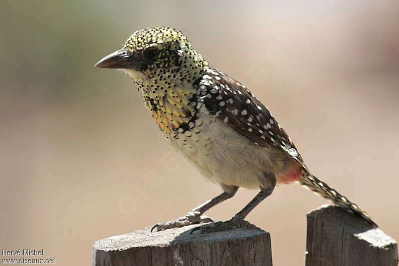 Usambiro Barbet male adult