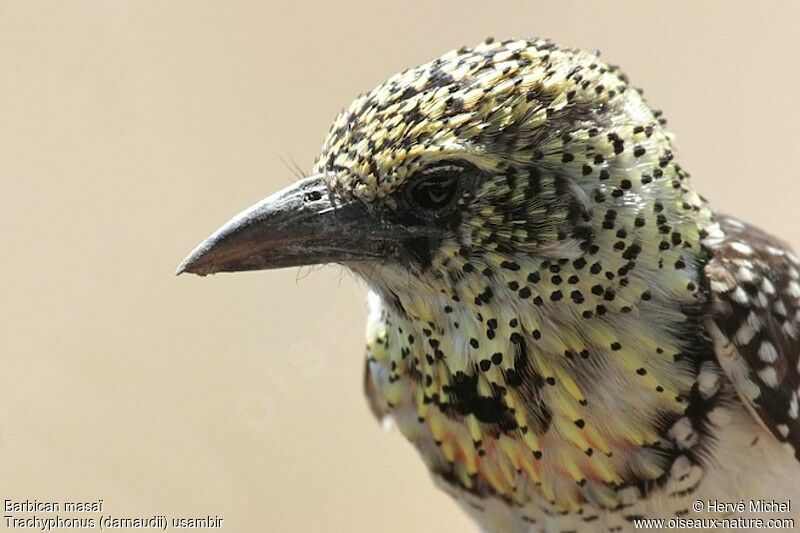 D'Arnaud's Barbet (usambiro) male adult