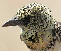 Usambiro Barbet