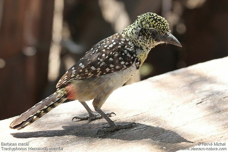 Usambiro Barbet male adult