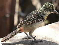 Usambiro Barbet